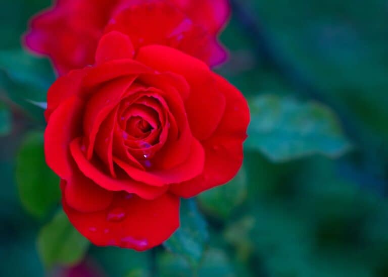 Red rose varieties