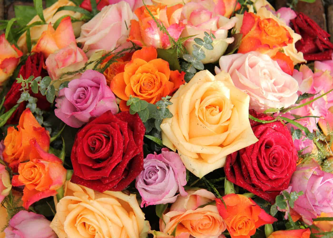 Rose color meaning guide - symbolism of different colors in bouquets