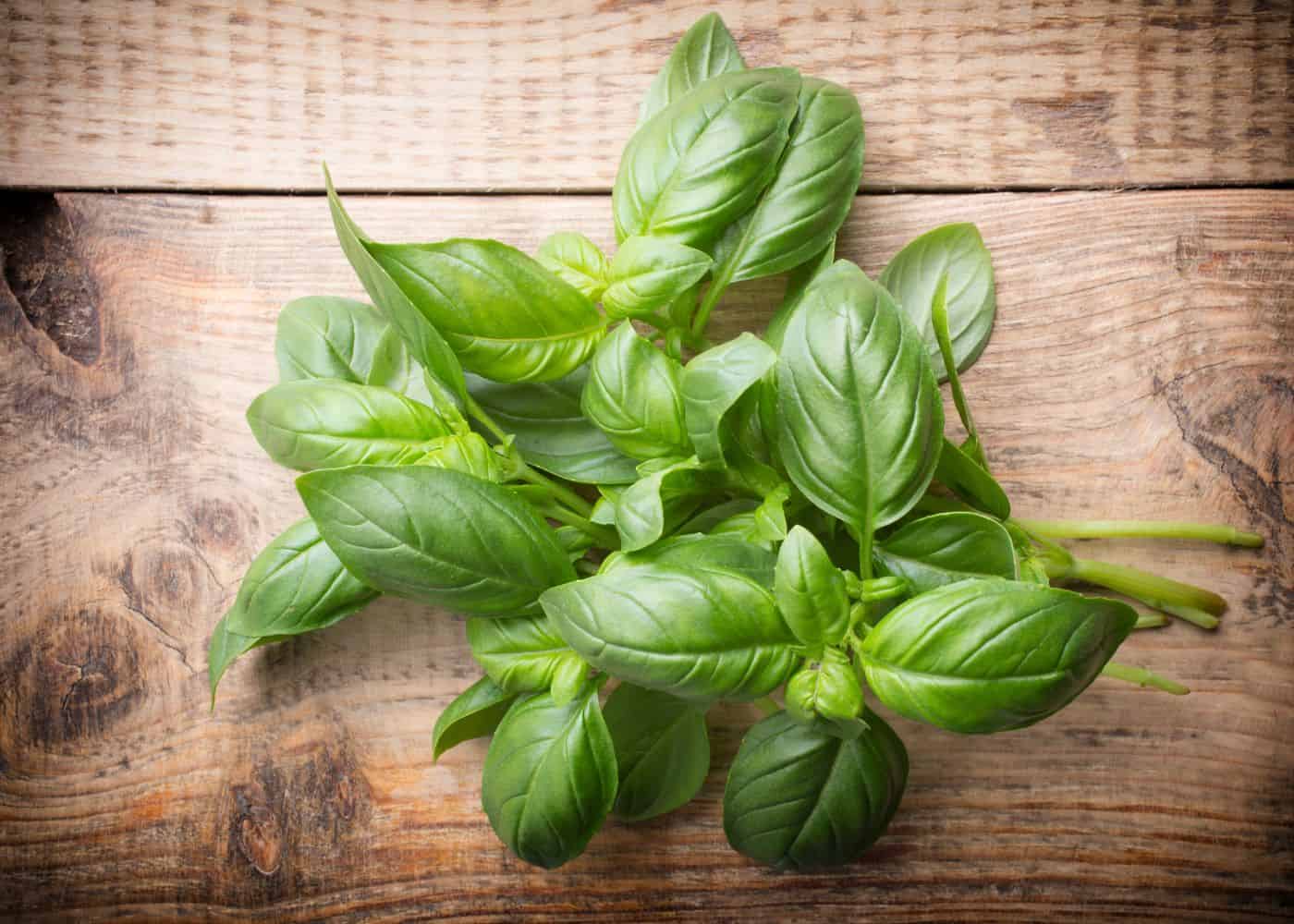 Using basil in cooking