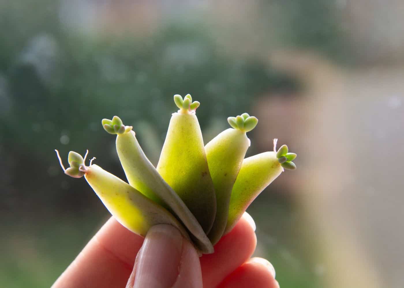 Succulentes bébé