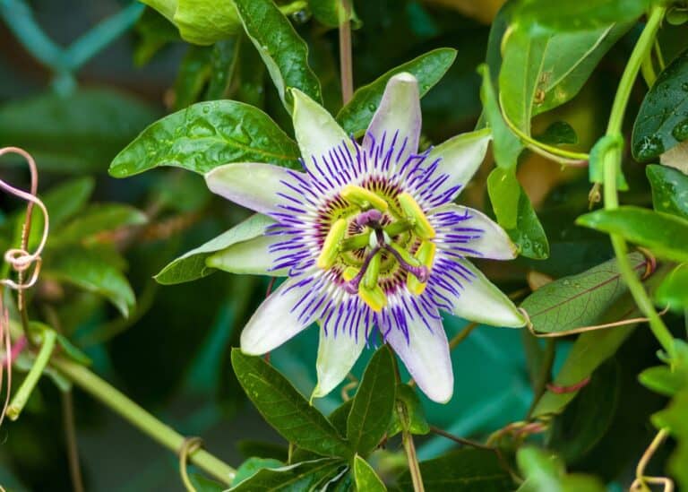 Blue passion flower 🌺 💙 Unveiling the mystique of this tropical wonder