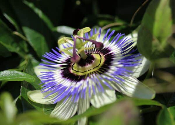 blue passion flower close up