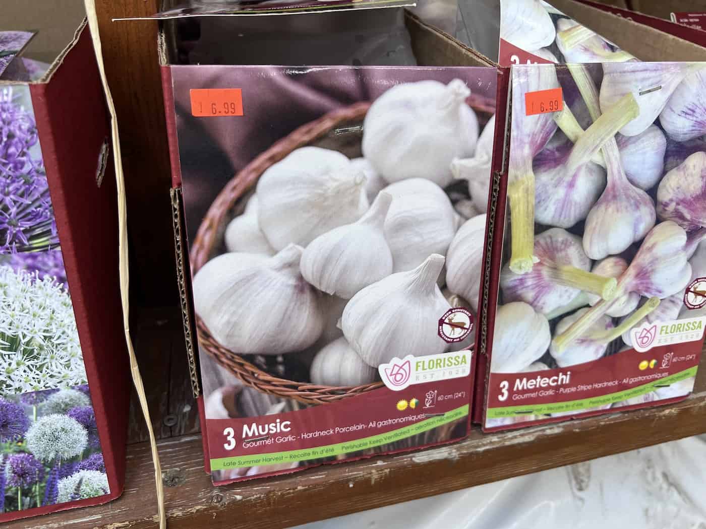 Buying music garlic bulbs for planting
