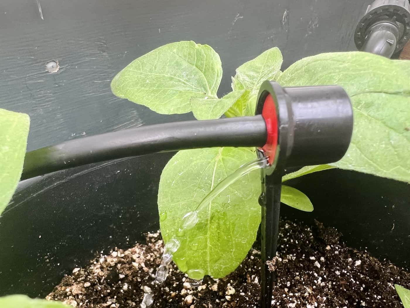 Close up of drip irrigation pot emitter working