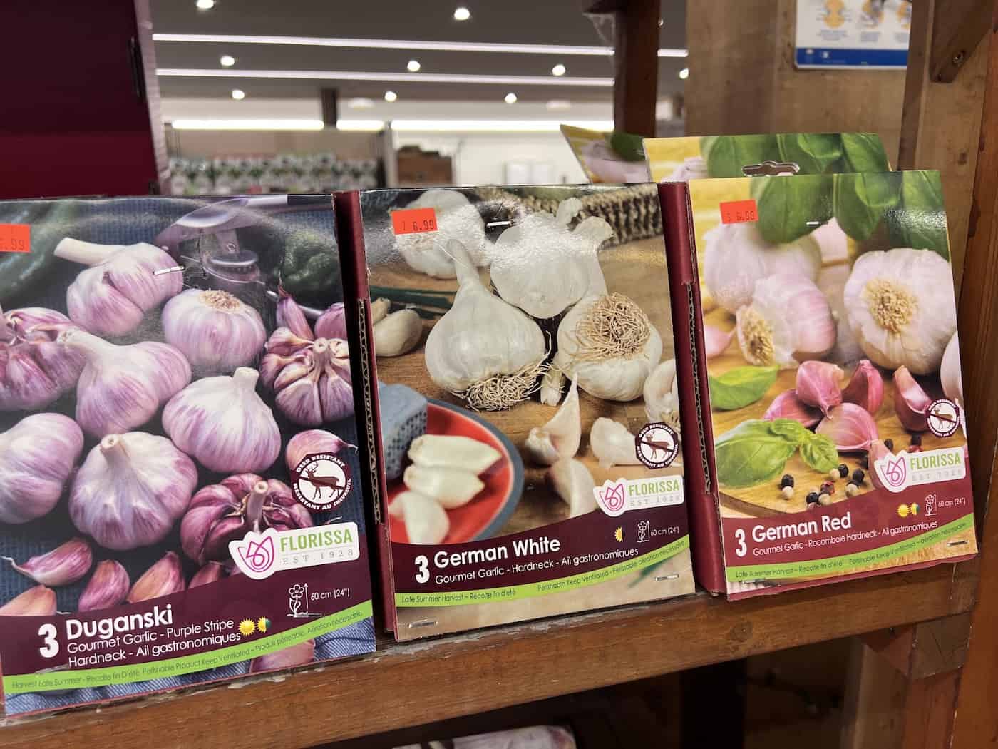 Different colors of garlic bulbs for sale for planting