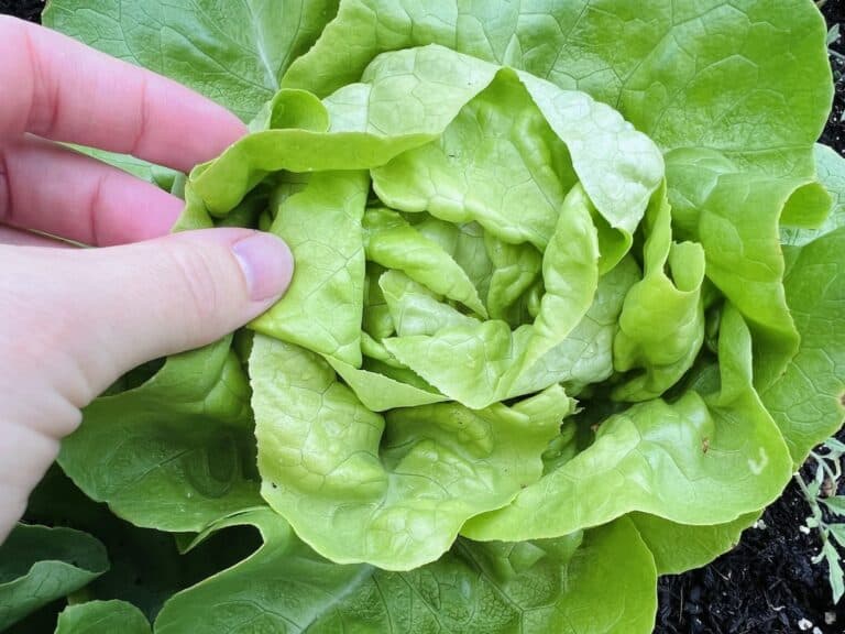Butter King lettuce 🥬 👑 A royal treat for your garden (and plate)