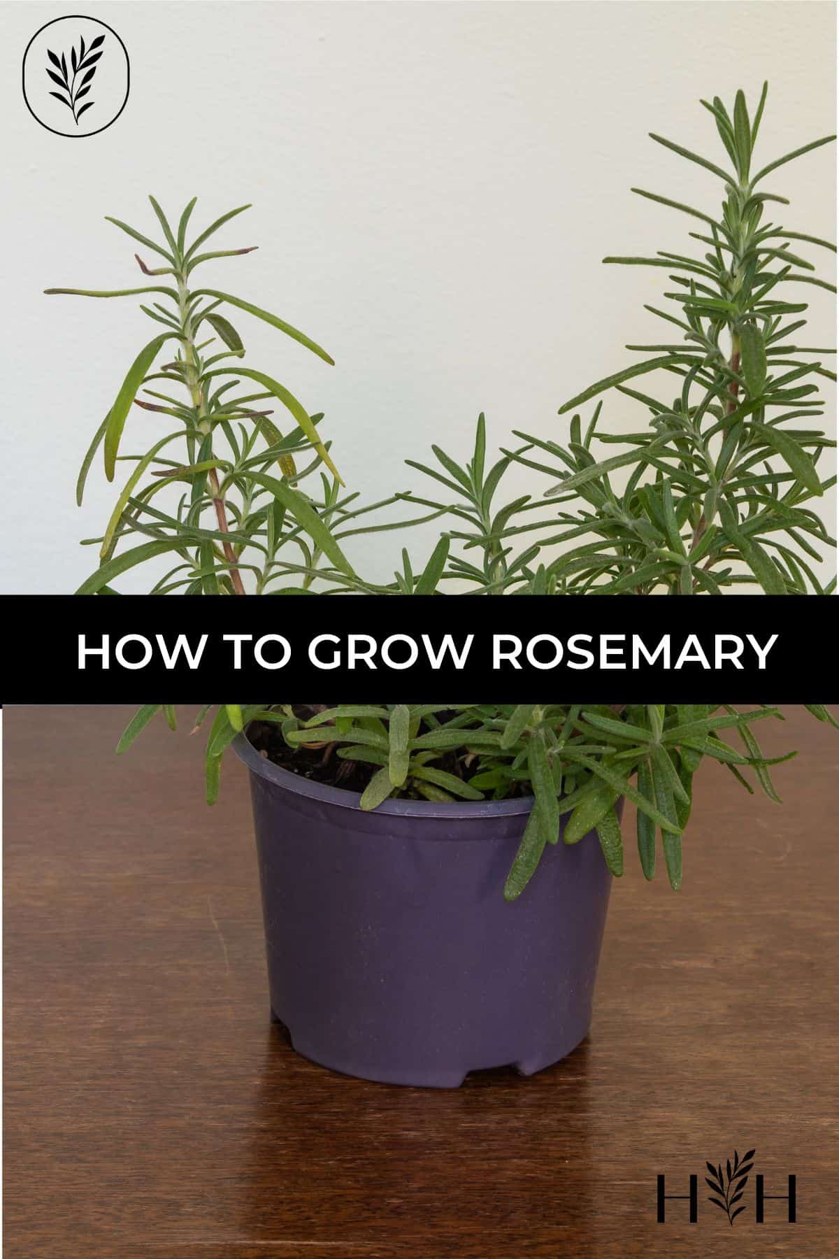 How to grow rosemary via @home4theharvest