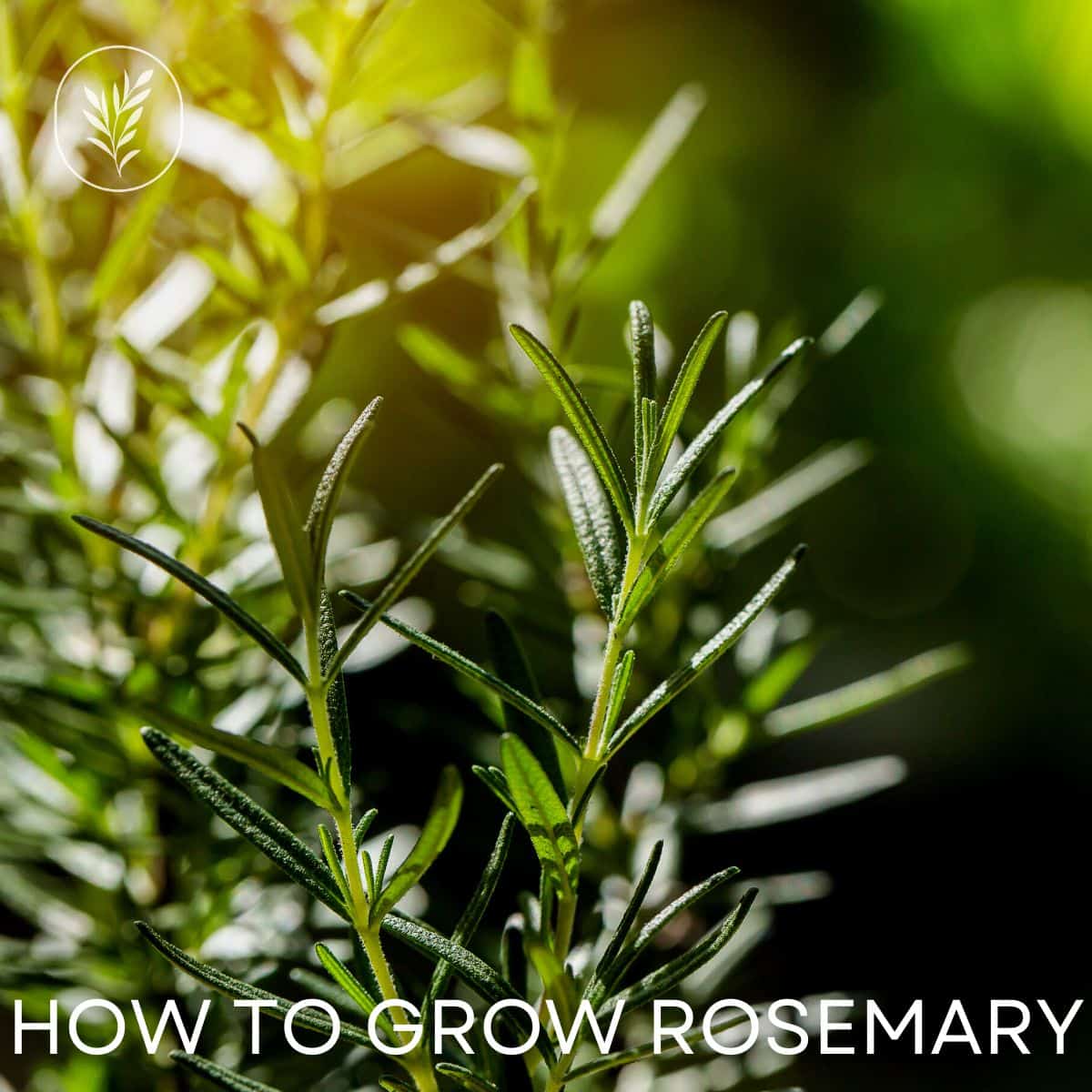 How to grow rosemary via @home4theharvest