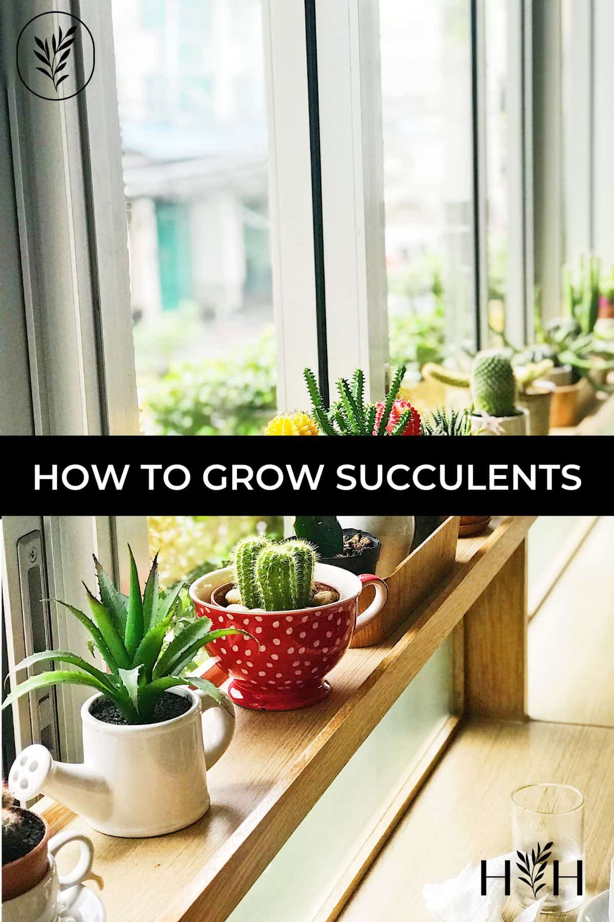 How to grow succulents via @home4theharvest