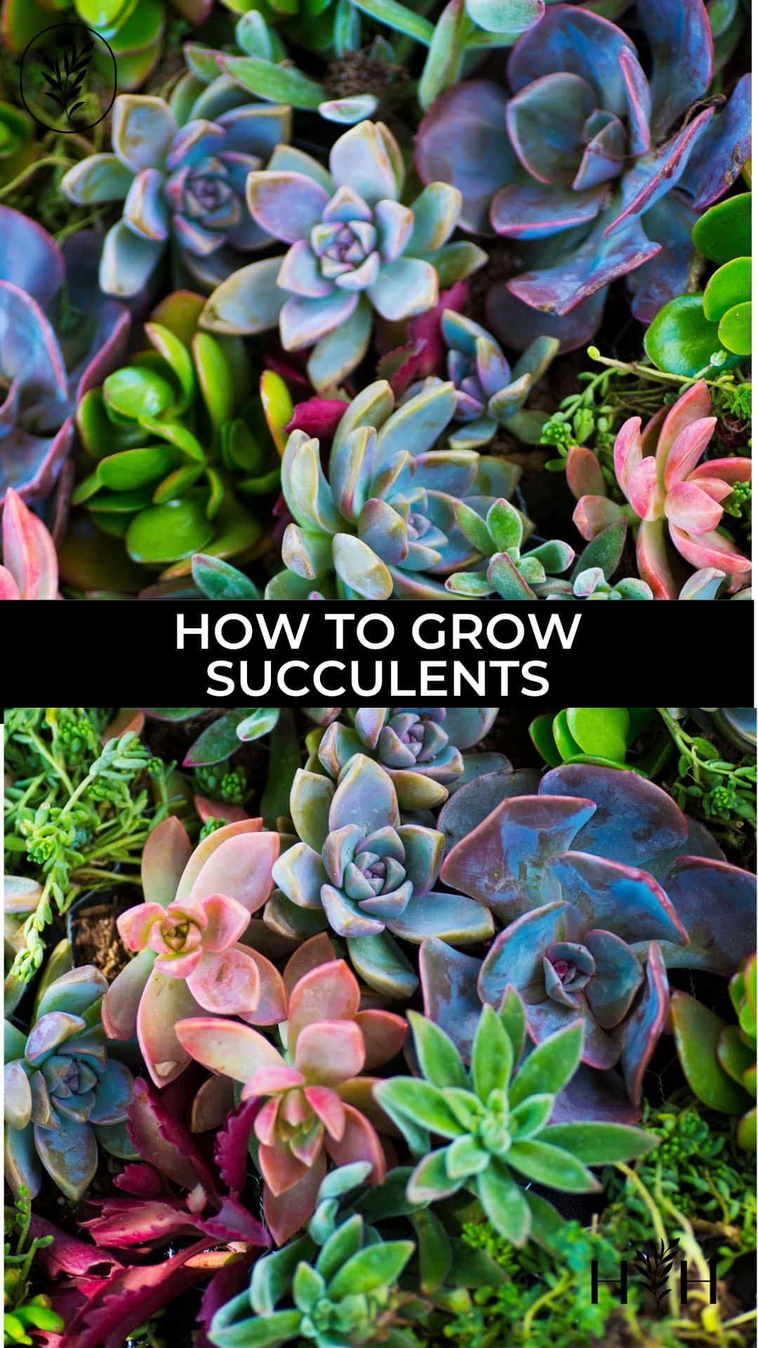 How to grow succulents via @home4theharvest
