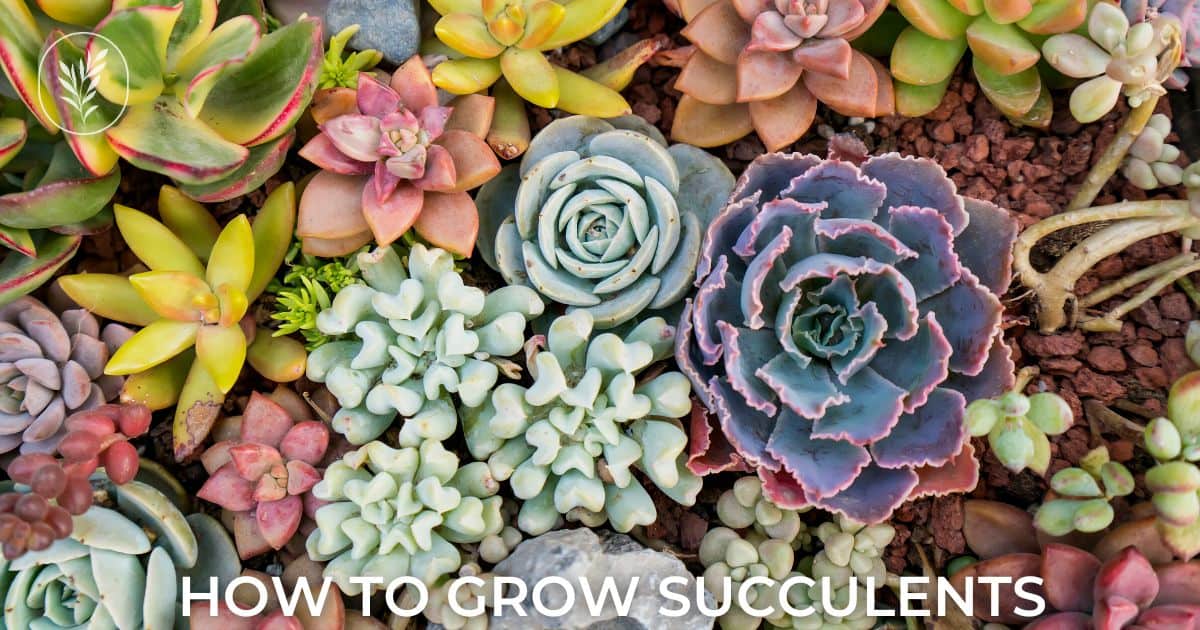 How to grow succulents | Home for the Harvest