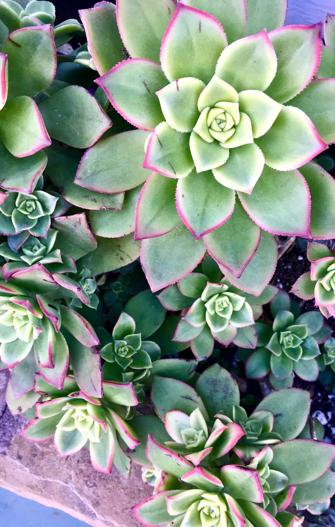 How to grow succulents