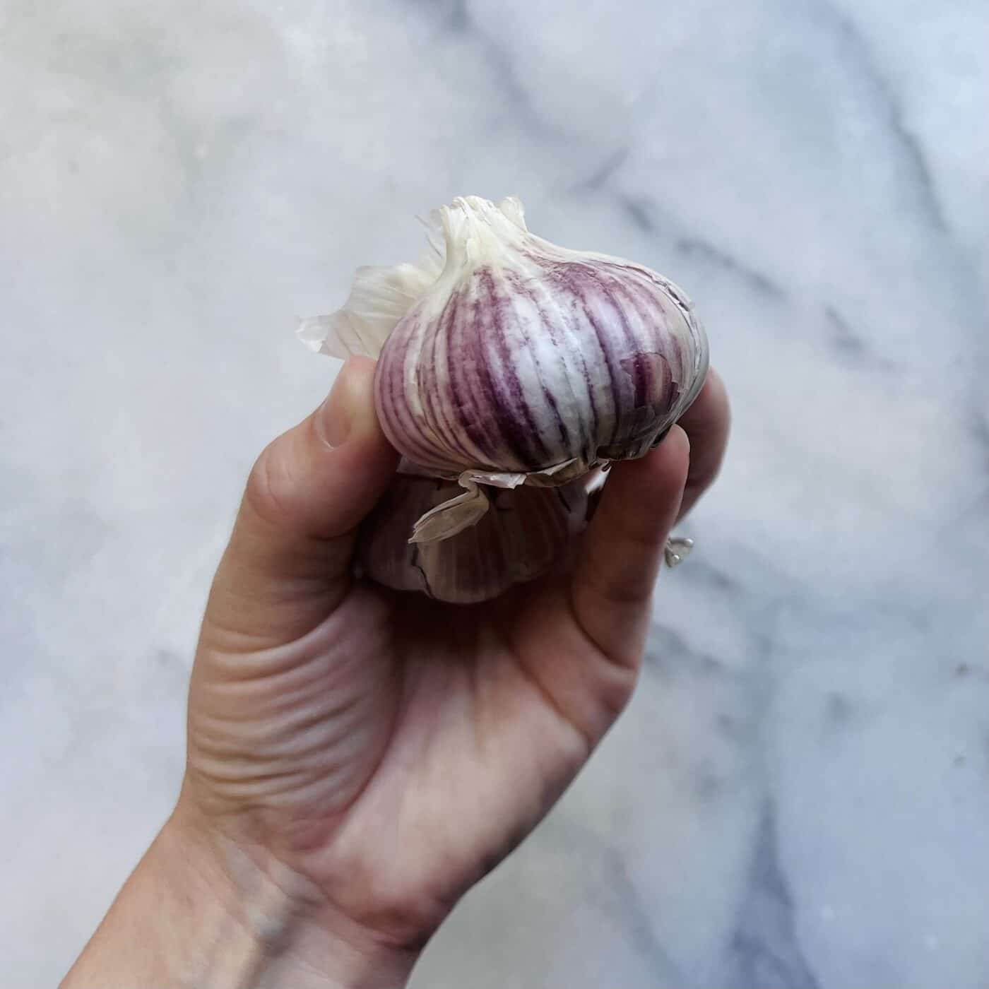 Metechi garlic bulb