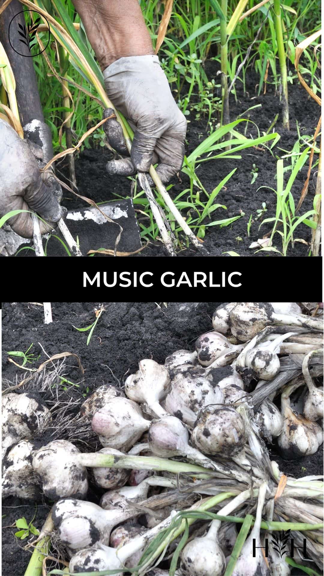 Music garlic via @home4theharvest