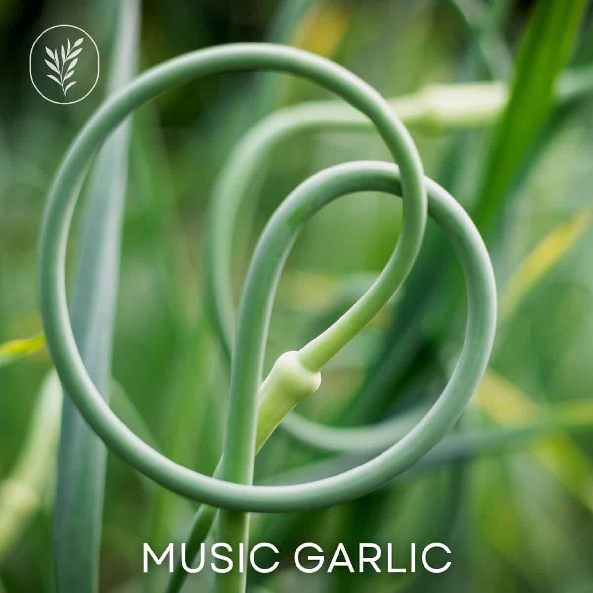 Music garlic via @home4theharvest