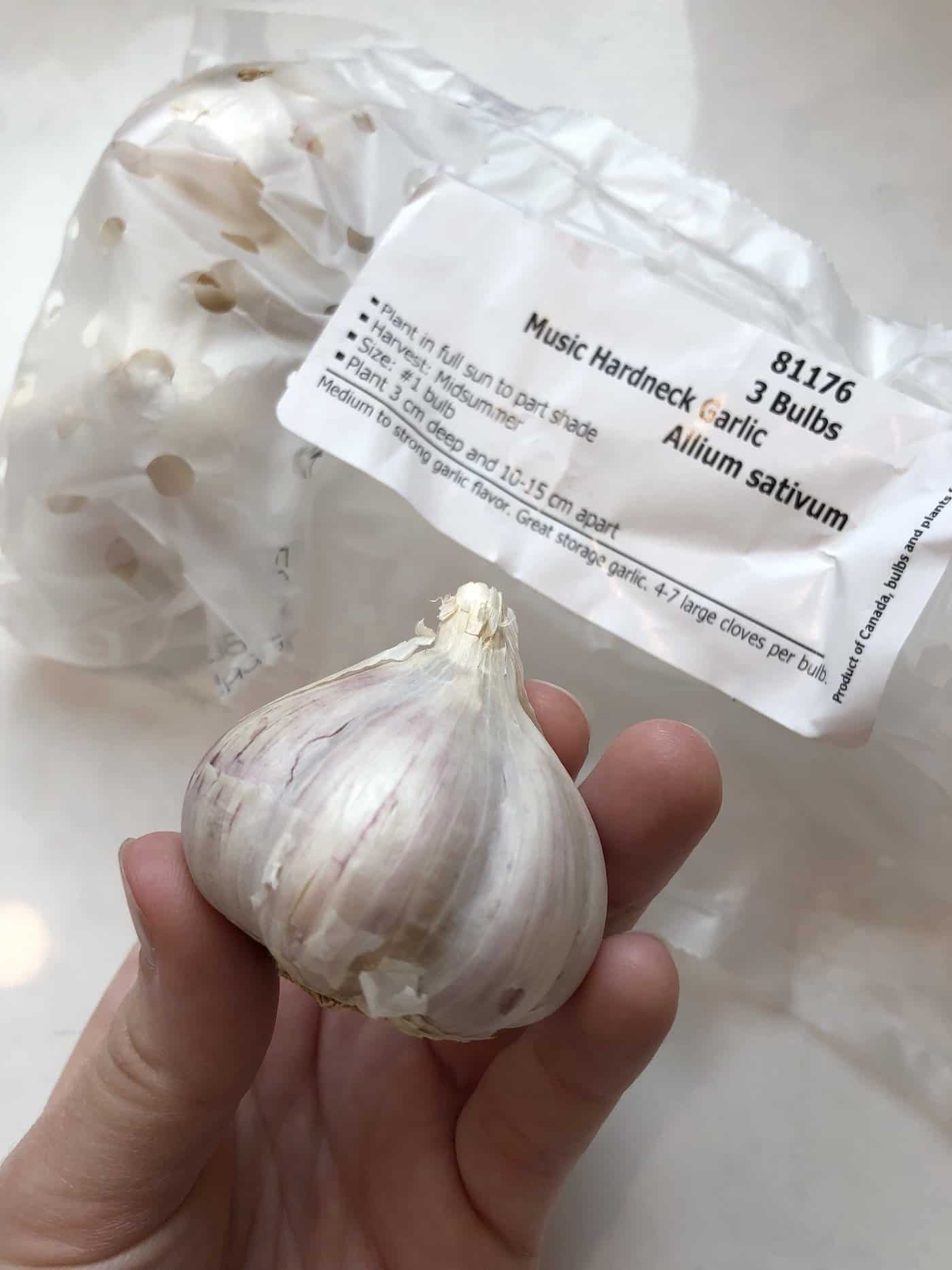 Music garlic bulb