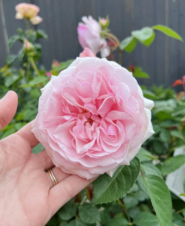 Pink rose - olivia rose austin rose flower
