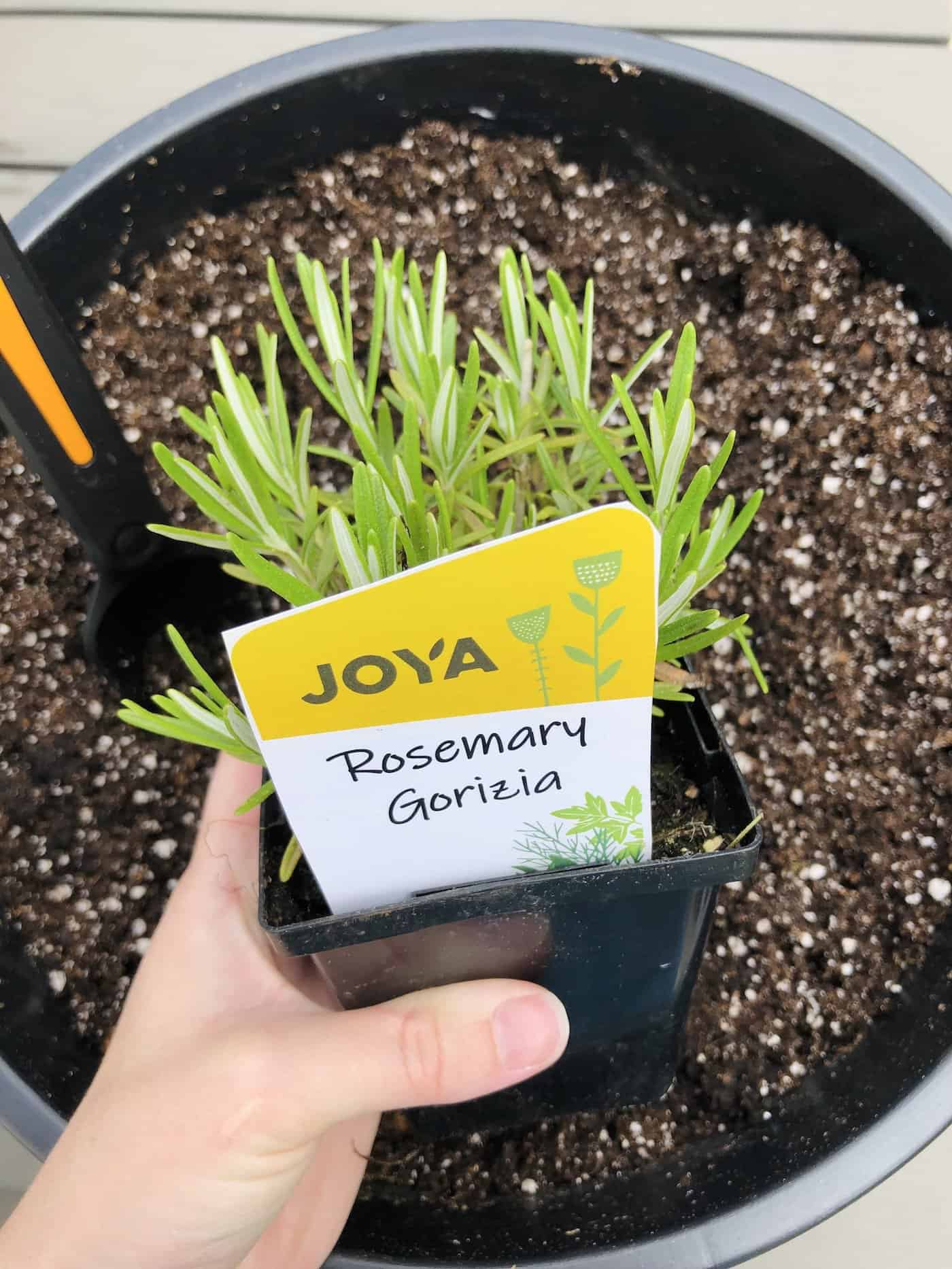 Planting a rosemary plant in a pot