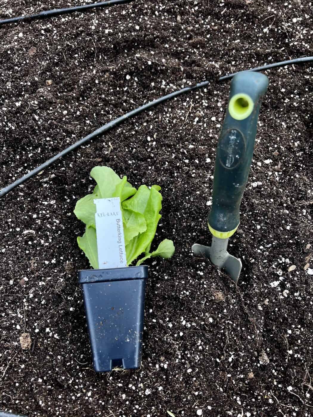 Butter King lettuce 🥬 👑 A royal treat for your garden (and plate)
