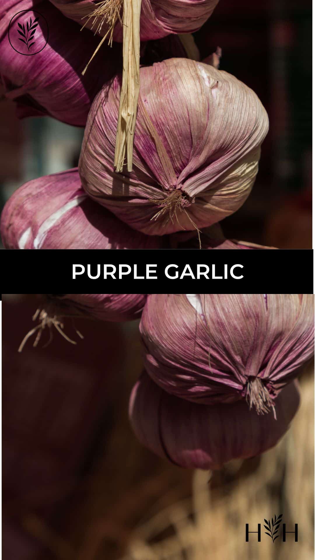 Purple garlic via @home4theharvest