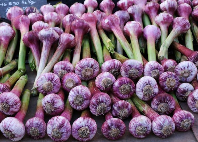 Purple garlic bulbs