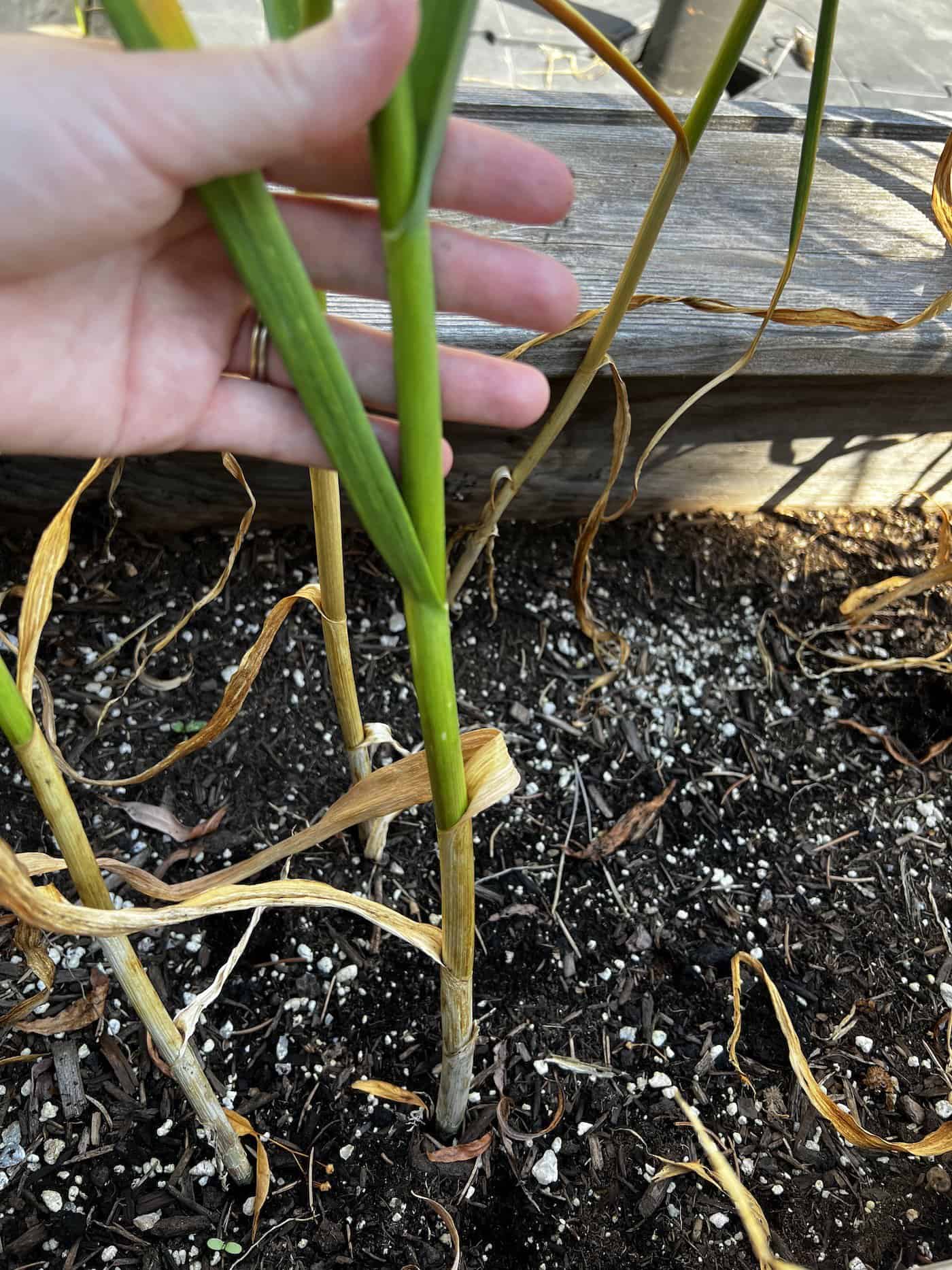 When to harvest your music garlic bulbs in the summer