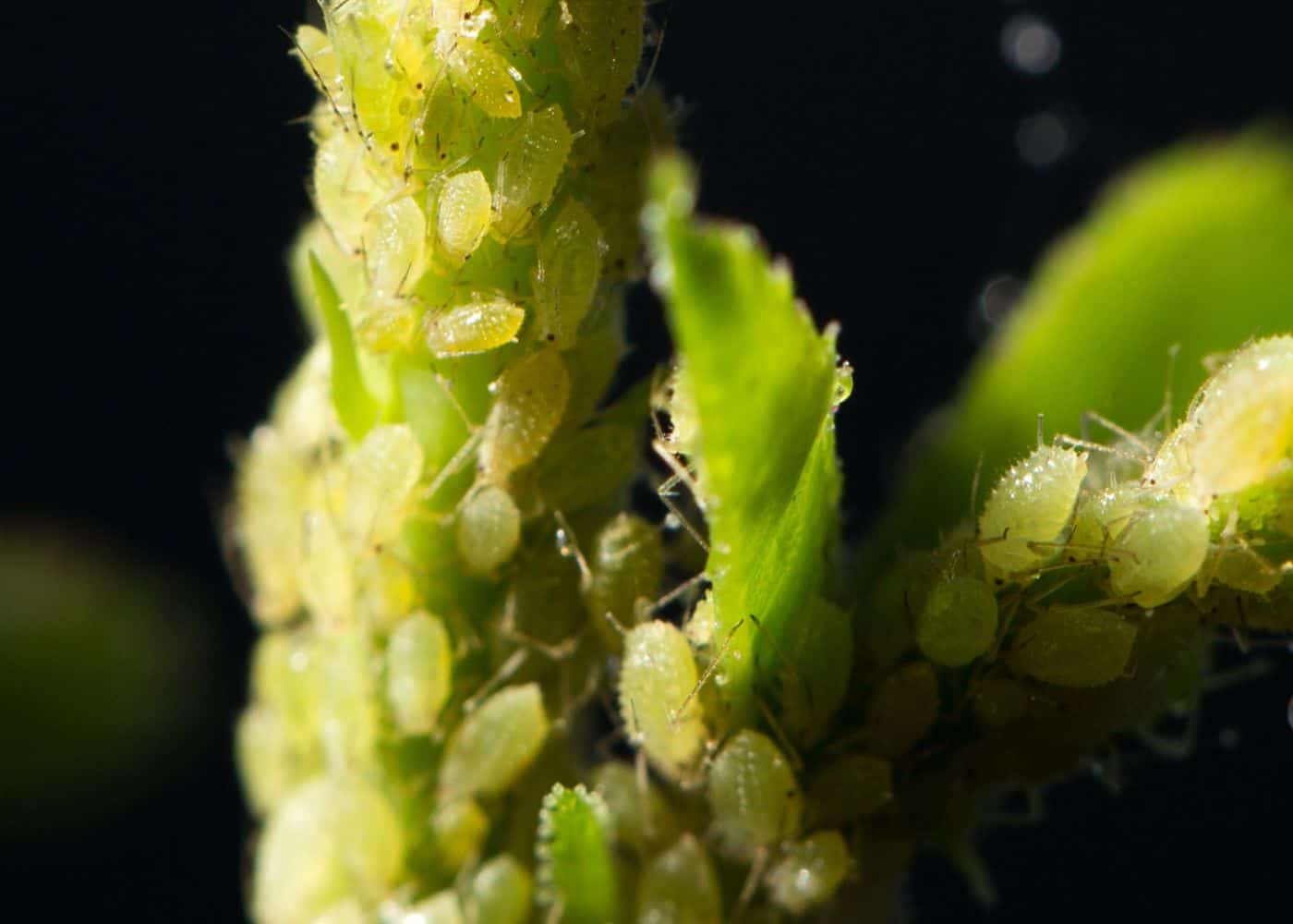 Aphids on a stem