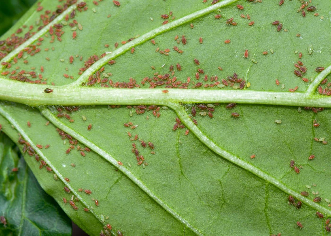 Aphids on plants