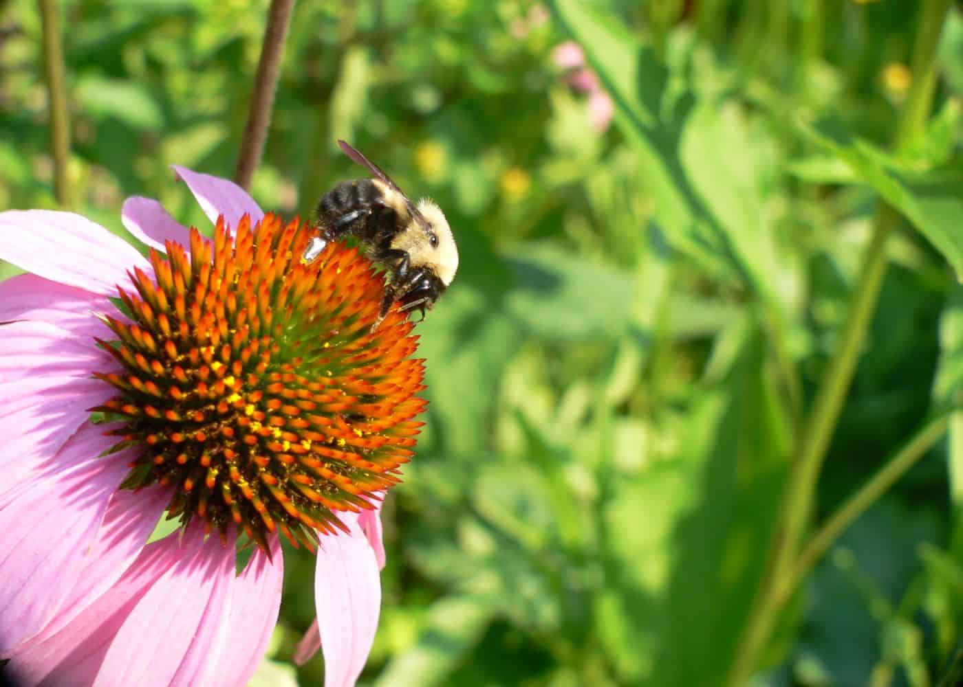 Bee on echinacea flower