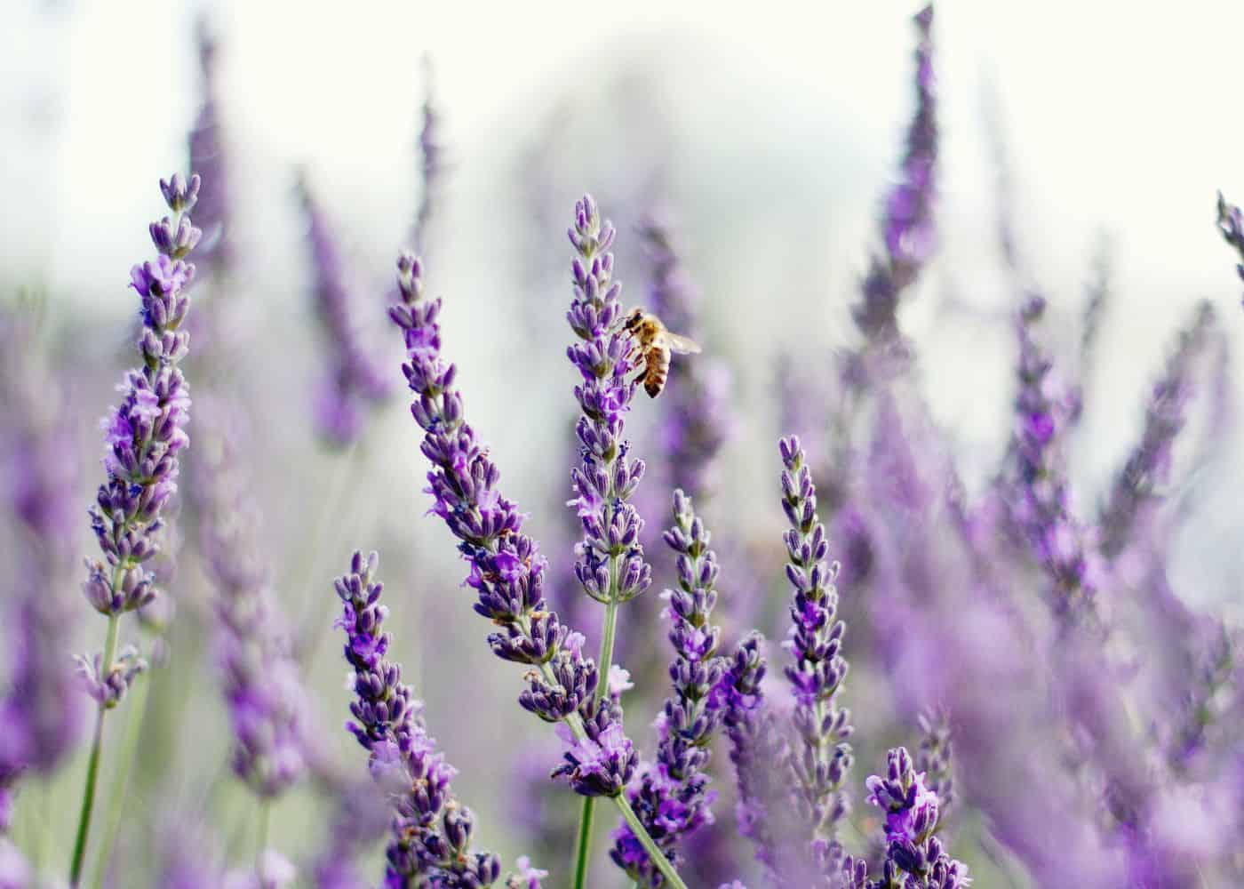 Bee on spike of lavender flowers
