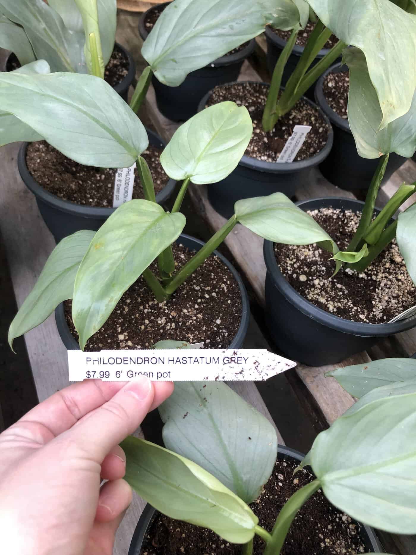 Choosing philodendron plants