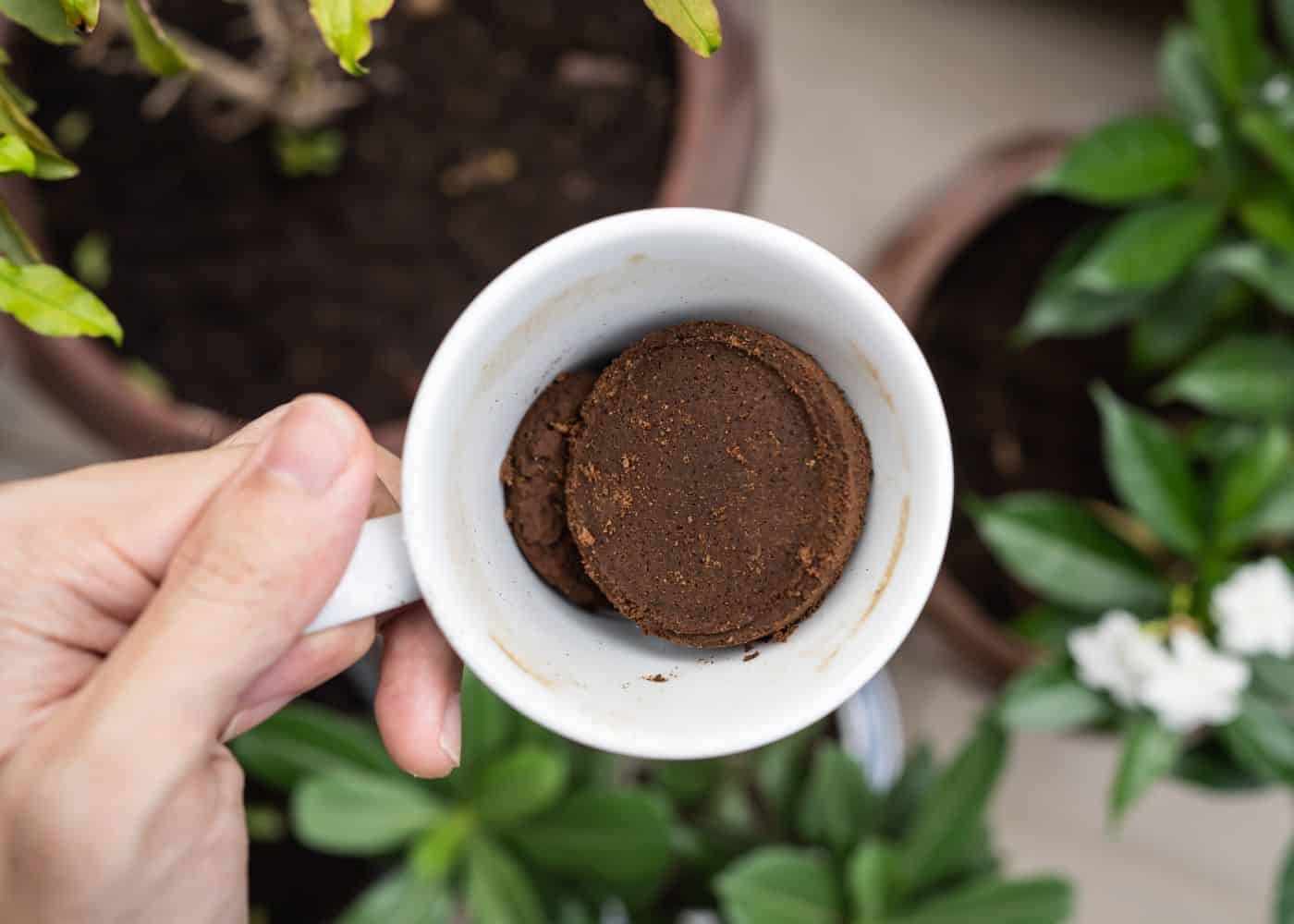 Coffee grounds for plants