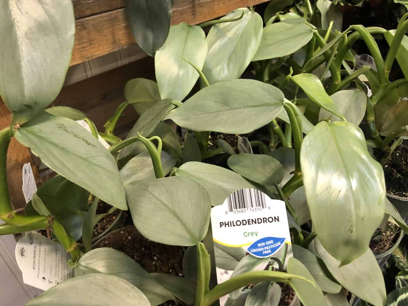 Grey philodendron