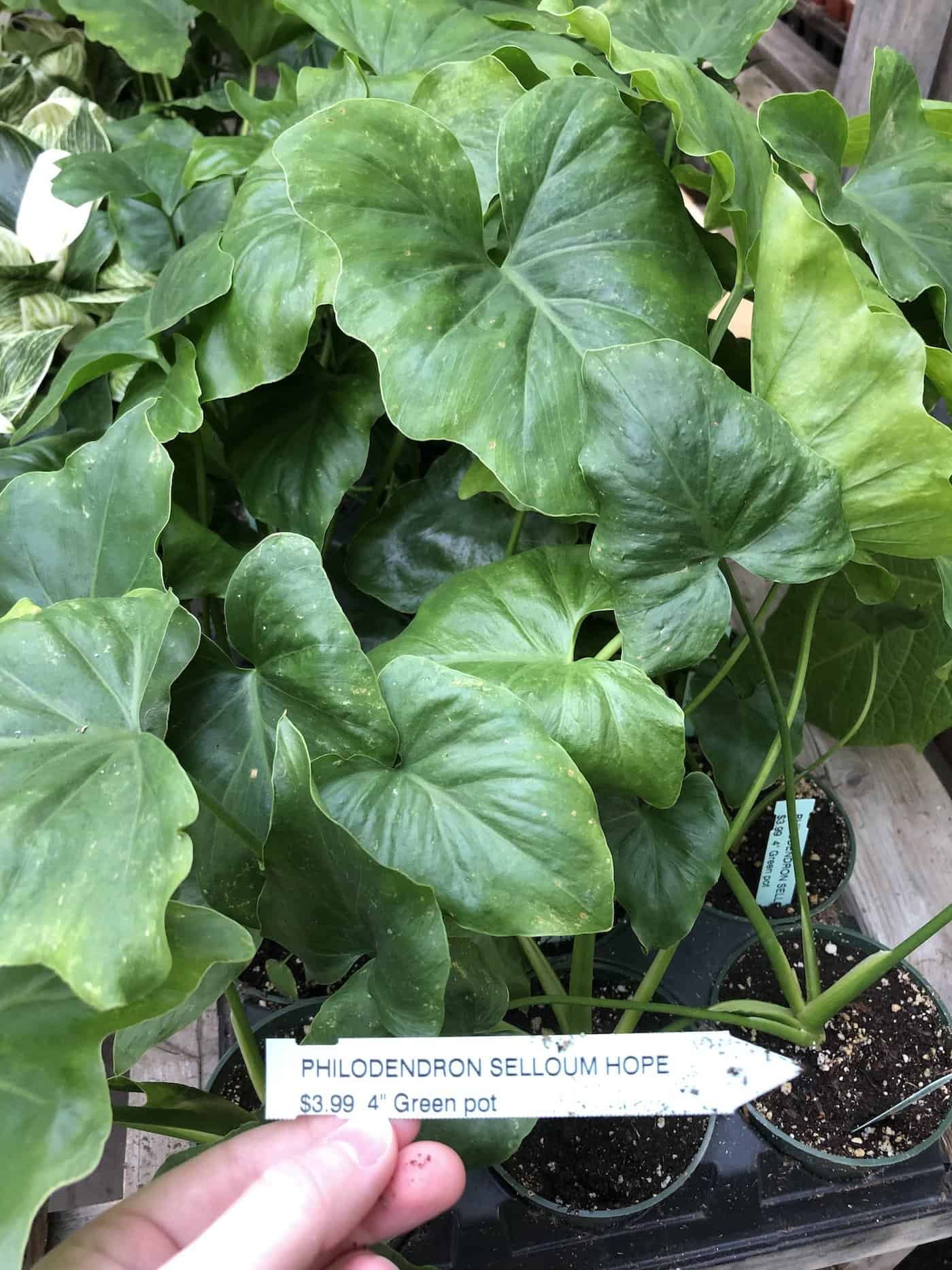 How to grow philodendron