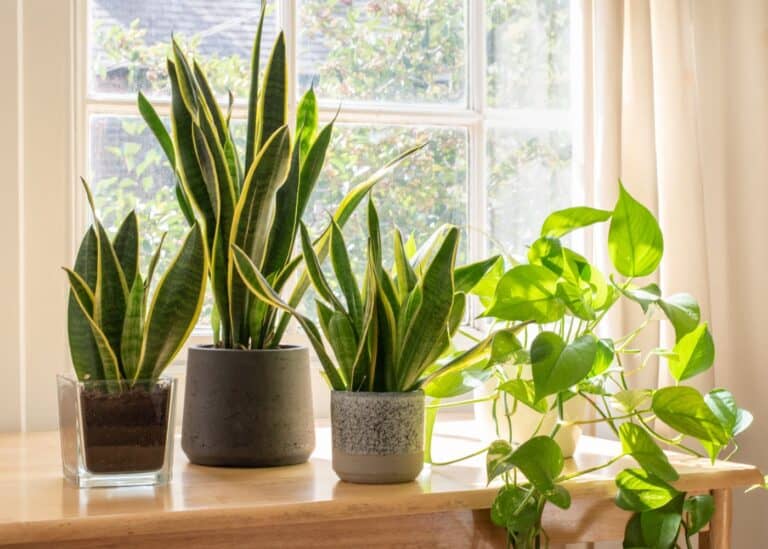 How to grow snake plant