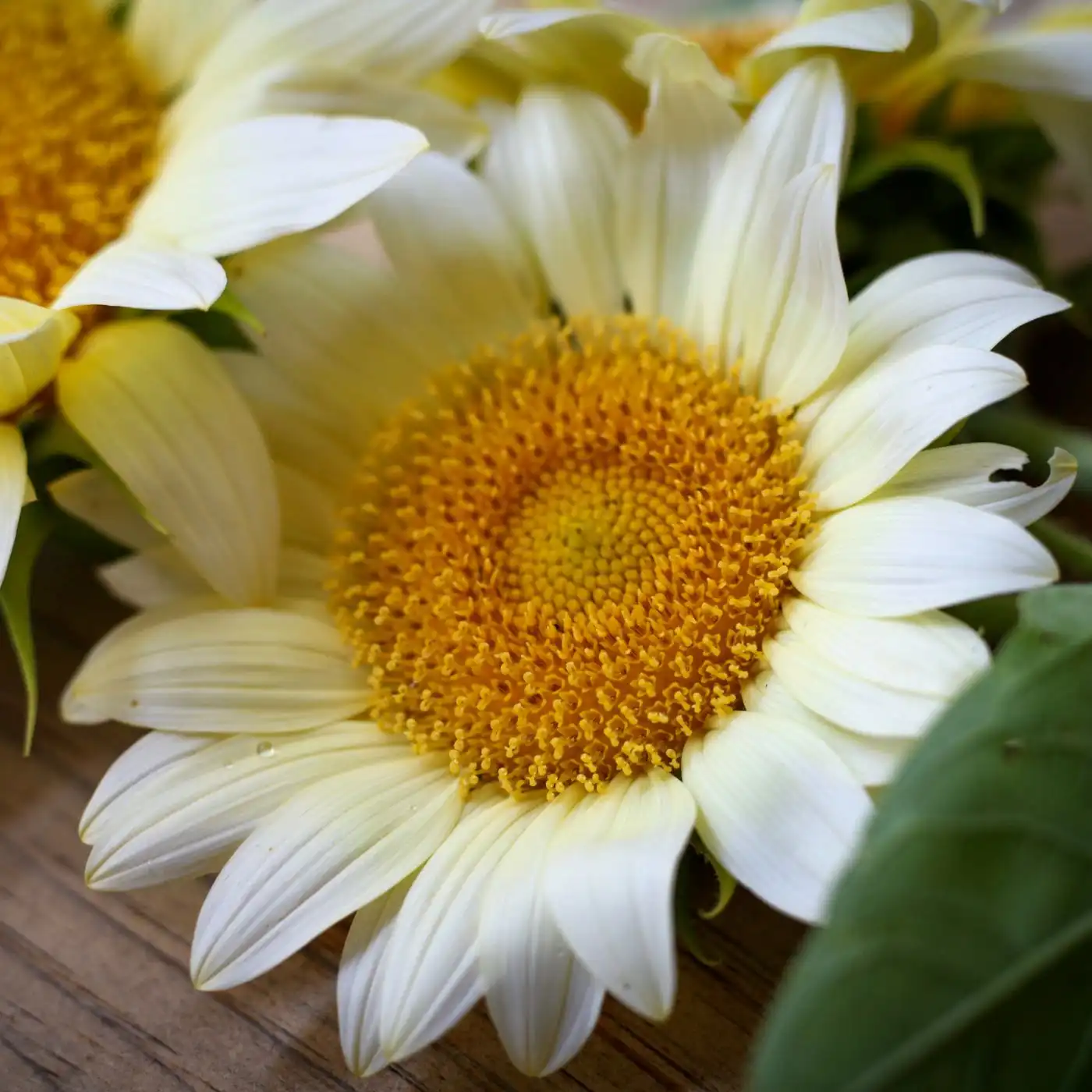 Procut® white lite sunflower seeds