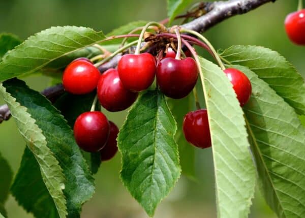 cherries ripening on tree branch