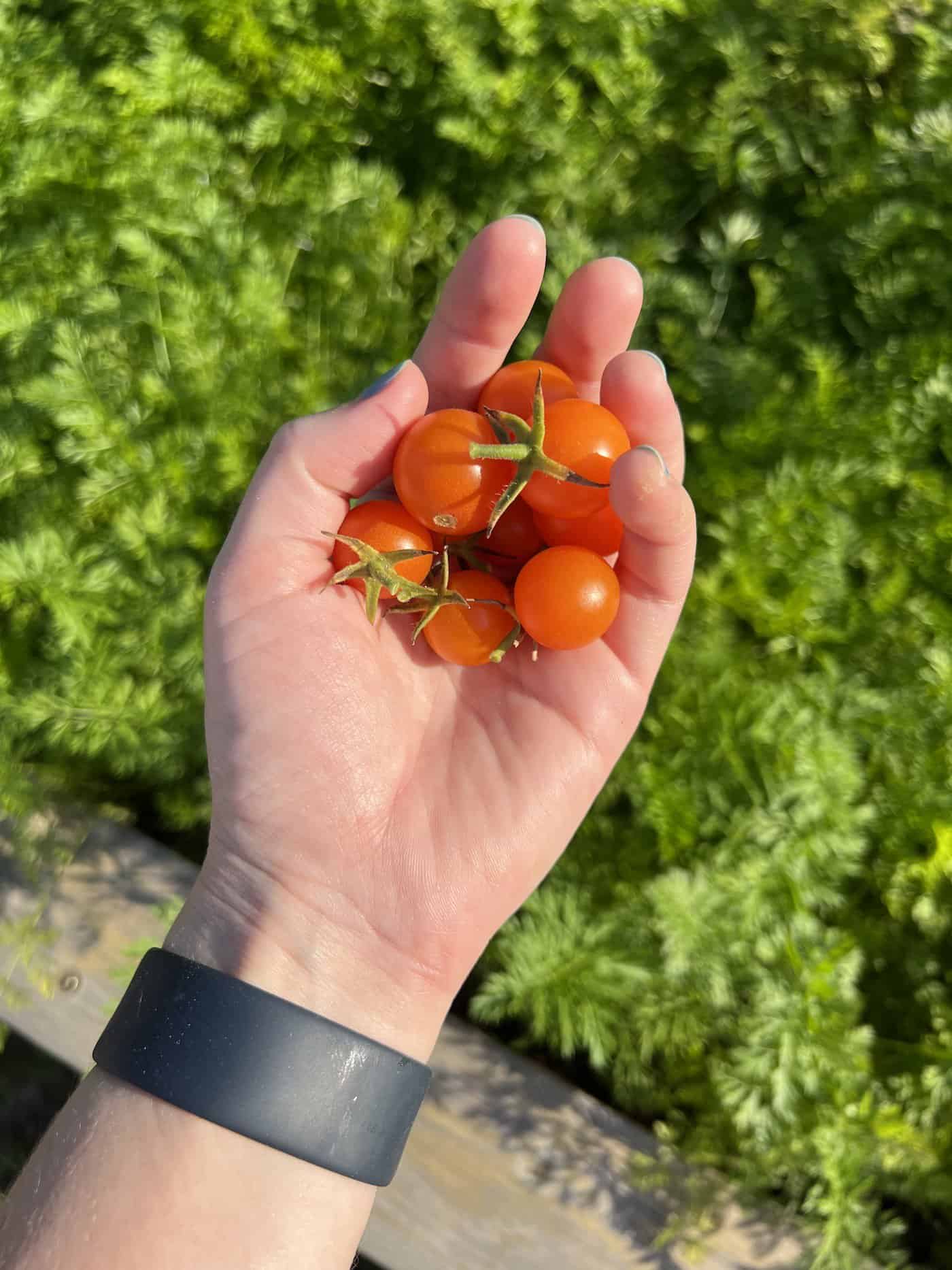 Sungold cherry tomatoes held in hand in the garden