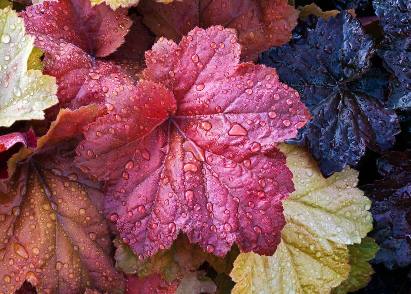 Coral bells - leaves in the autumn rains