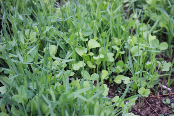 cover crops that can be planted in September in the garden