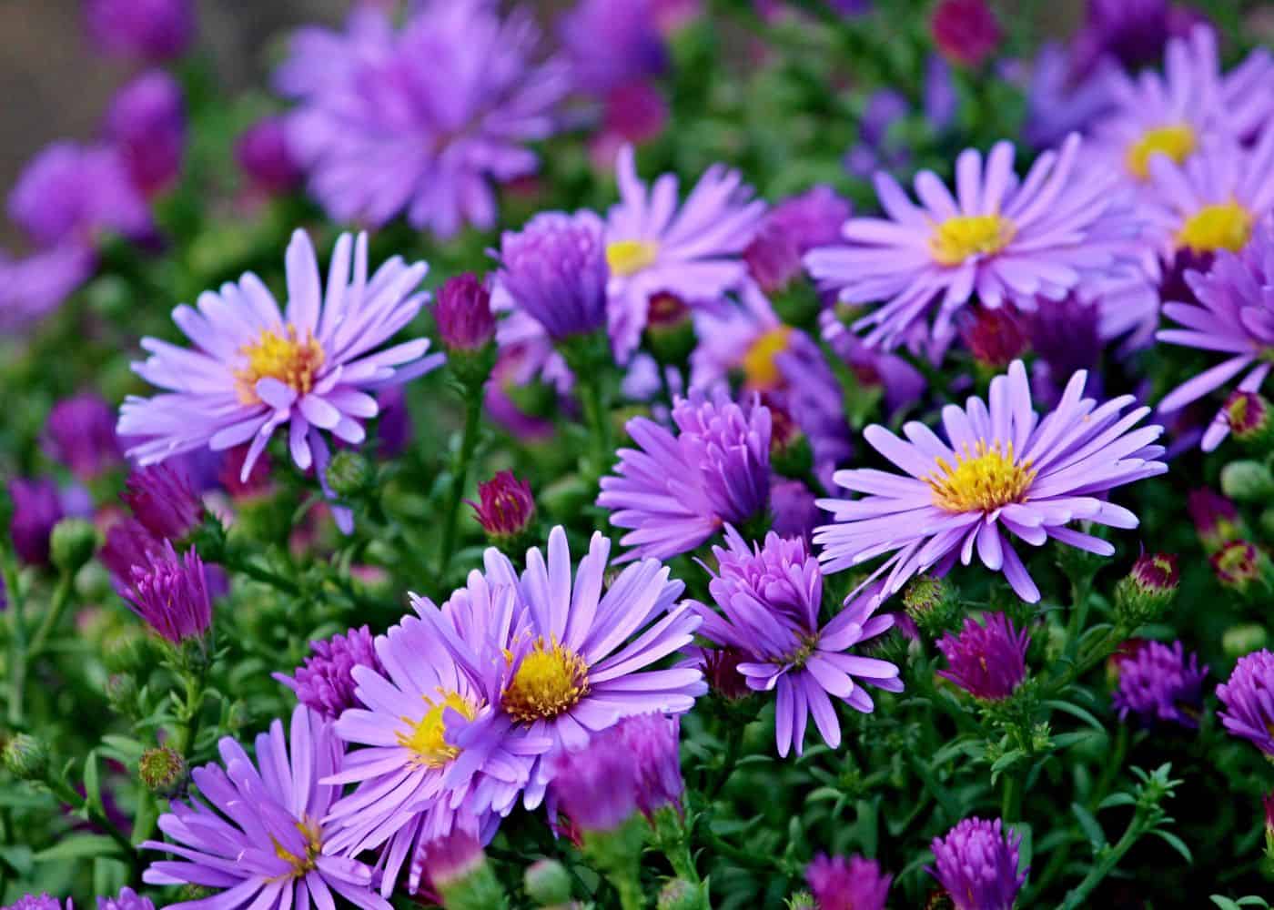 Fall asters in bloom