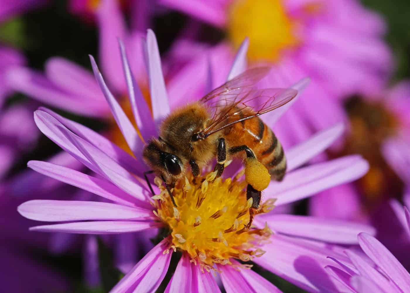 Bee on a new york aster