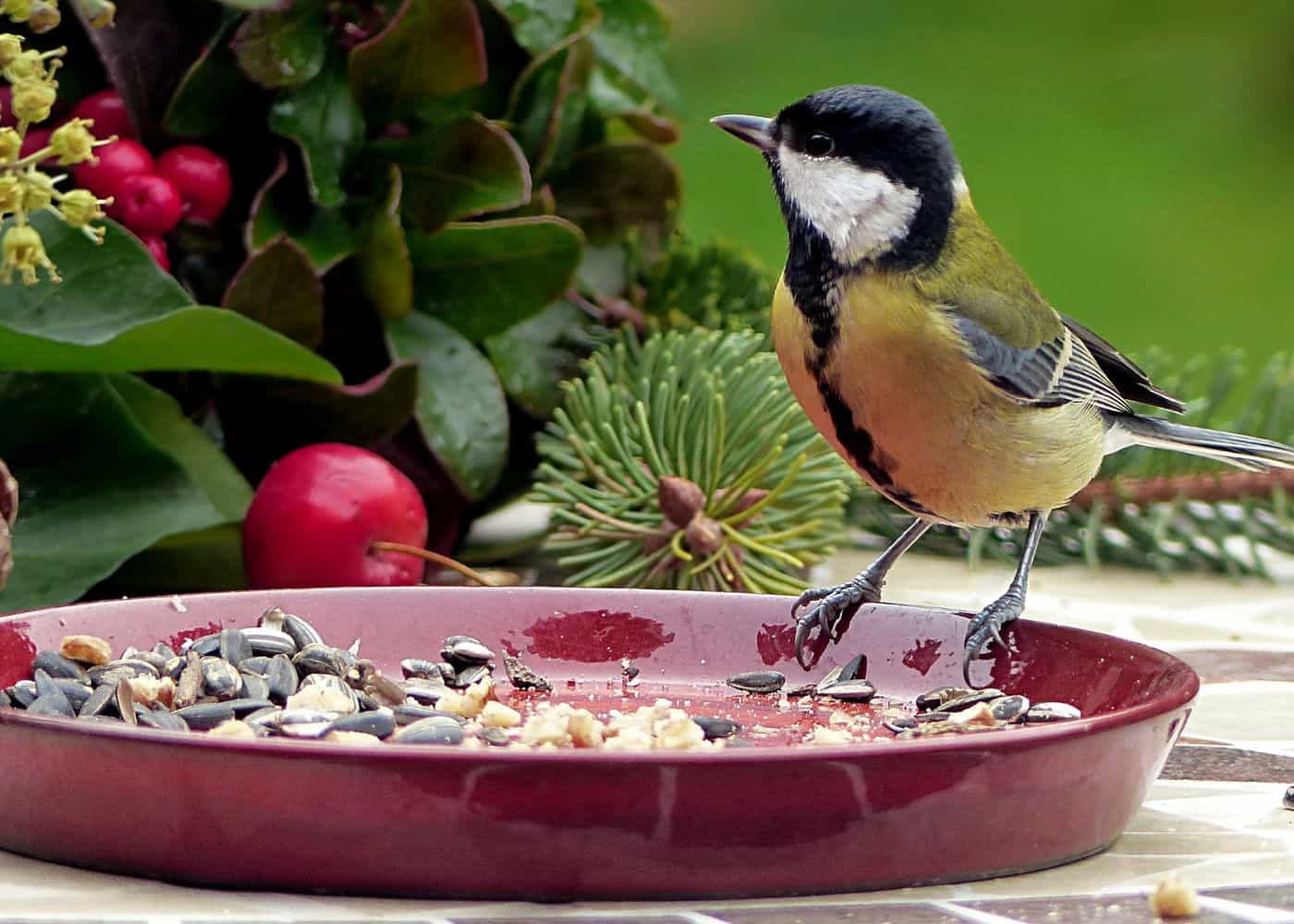 Dish bird feeder with small songbird