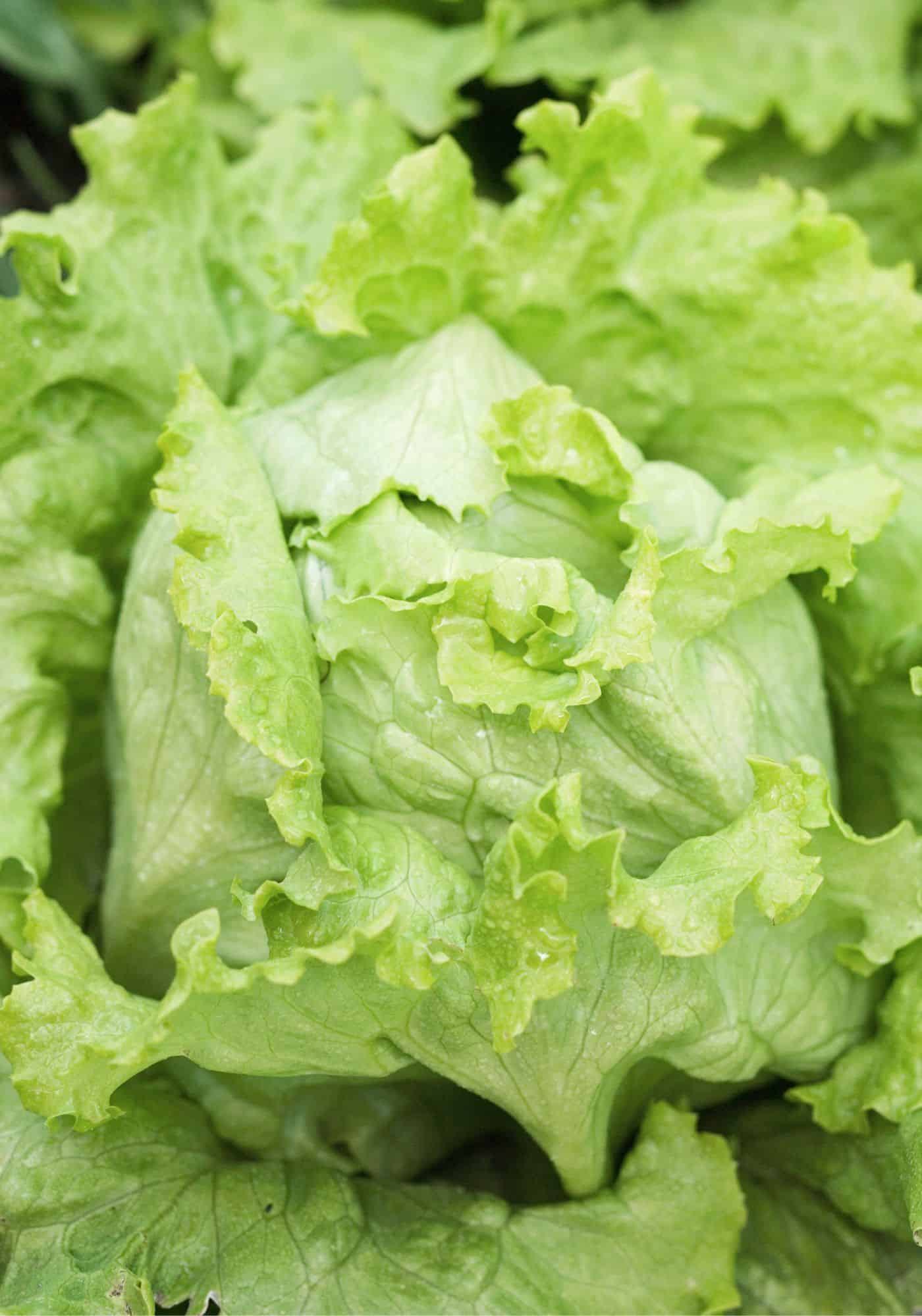 Iceberg lettuce in garden - mature head