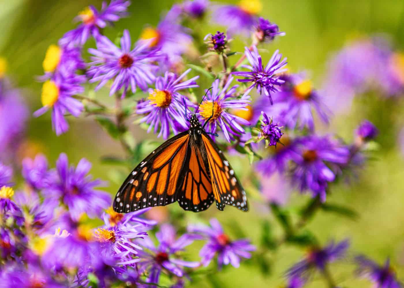 Monarch on aster