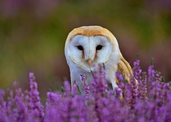 wildlife garden - owl and purple flowers