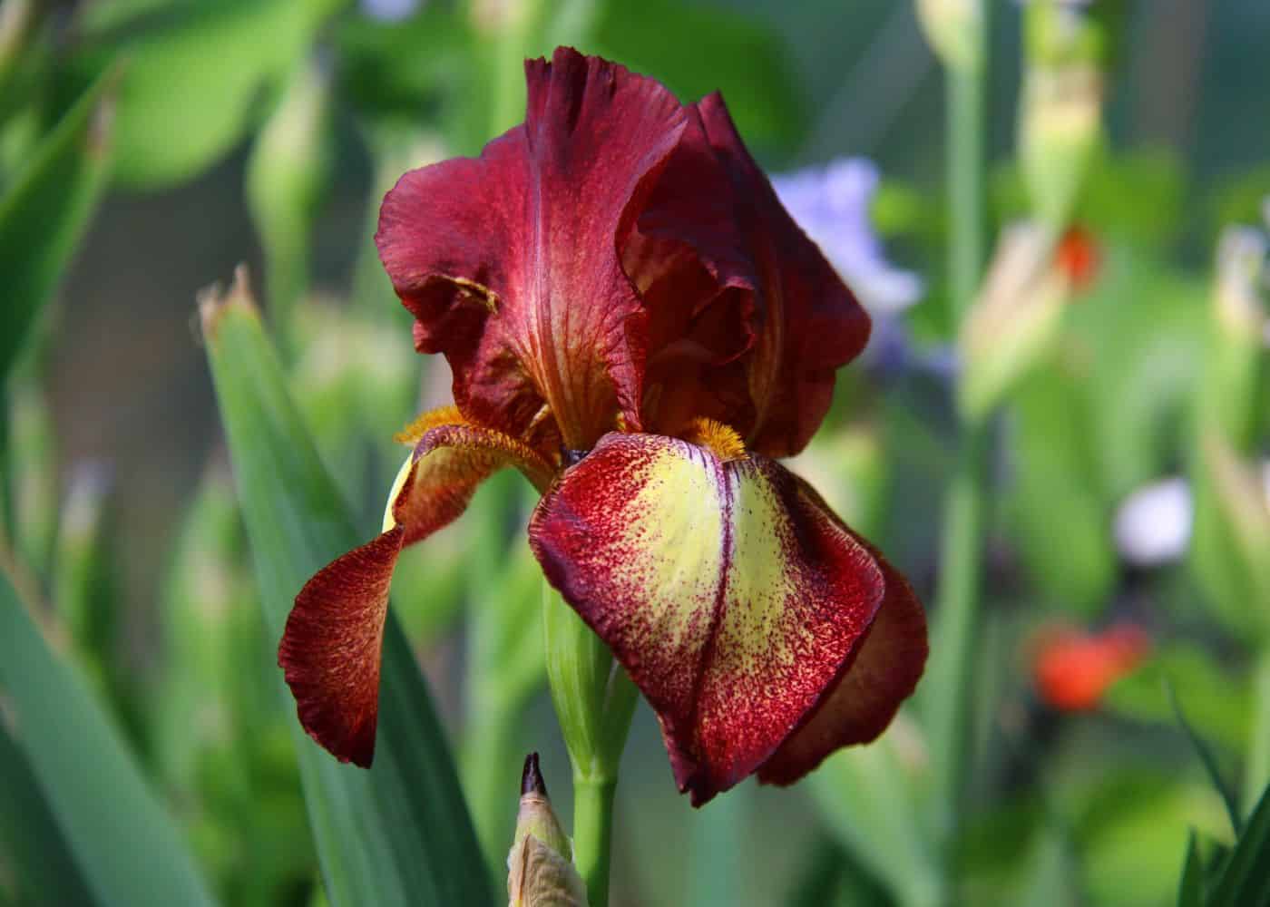 Red iris flower