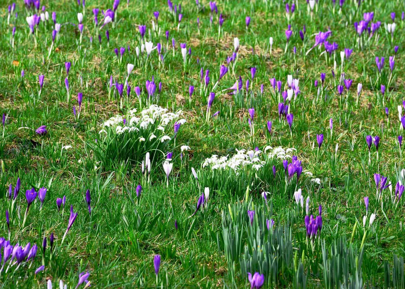 Spring bulbs - snowdrops and crocus