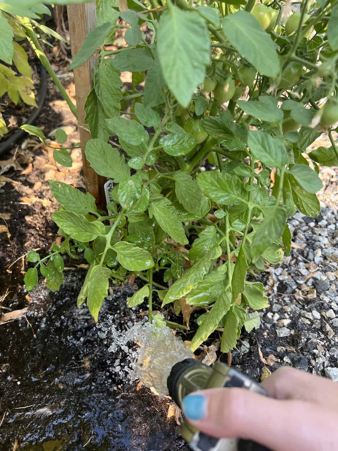 Watering tomatoes with a hoze sprayer nozzle