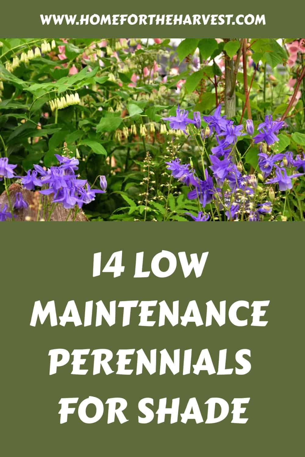 14 low maintenance perennials for shade generated pin 45470